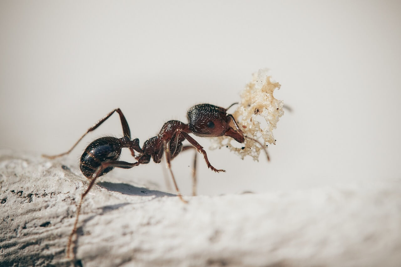 Niesamowity świat mrówek!